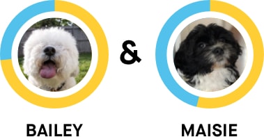Embark dog dna relatives